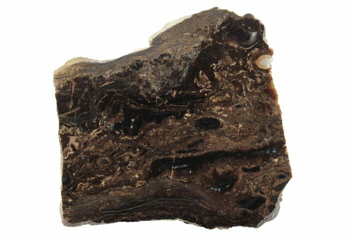 Polished Fossil Stromatolite Colony on Reed - Utah #236574